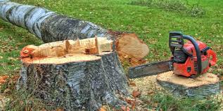 How Our Tree Care Process Works  in  Newcastle, WY