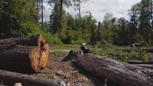 Reliable Newcastle, WY Tree Care Solutions